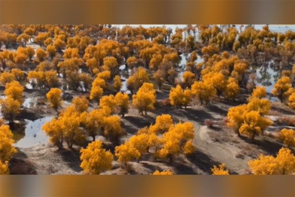 Dünyanın en büyük fırat kavağı ormanı