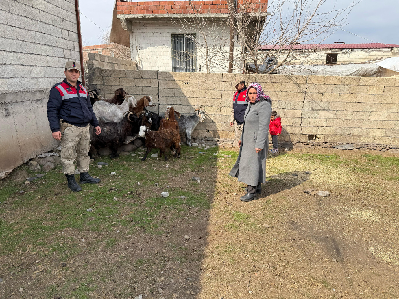 Şanlıurfa’da Çalınan 51 Küçükbaş Hayvan Bulundu: 7 Şüpheli Gözaltında