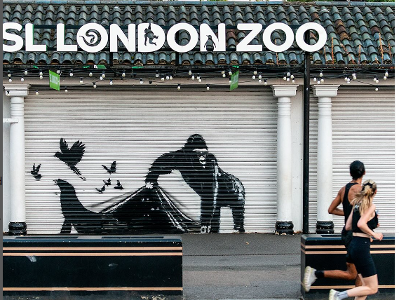 Londra Hayvanat Bahçesi Banksy'nin yeni duvar resmini kapısından kaldırdı