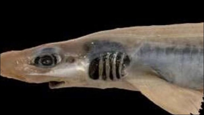 Sardunya Denizi'nde derisiz ve dişsiz köpekbalığı bulundu