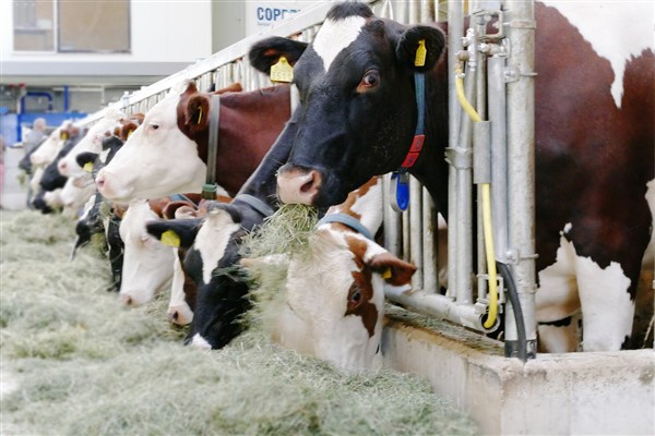 TÜİK- Ticari süt işletmelerinin topladığı inek sütü Şubat'ta yıllık yüzde 13,1 arttı