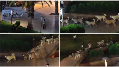 Başıboş Köpekler Şehrin Göbeğinde Tehlike Yaratıyor-(VİDEO)