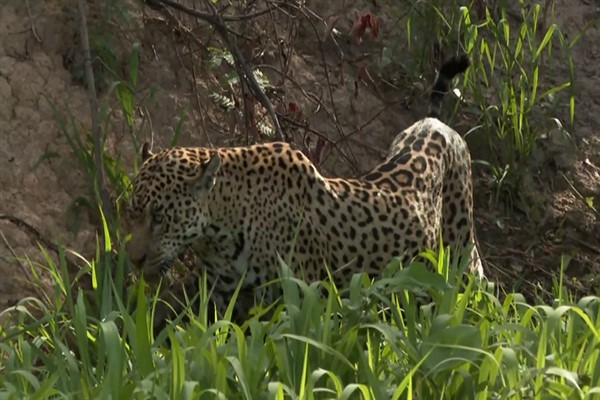 Brezilyalı çiftçiler, jaguarları korumak için çeşitli yöntemleri araştırıyor