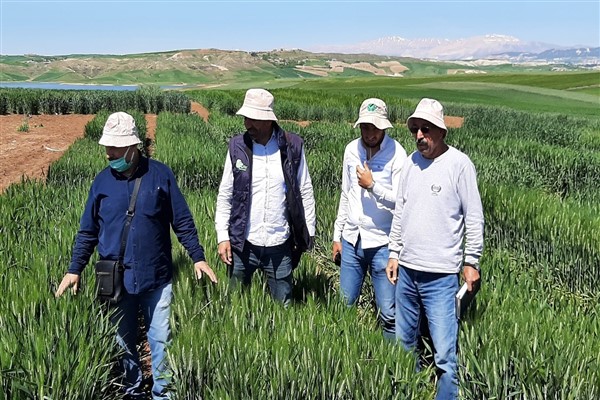 Harran Üniversitesi’nde kuraklığa karşı 2 yeni buğday çeşidi geliştirildi