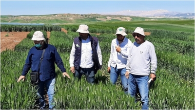 Harran Üniversitesi’nde Kuraklığa Karşı İki Yeni Buğday Çeşidi Geliştirildi