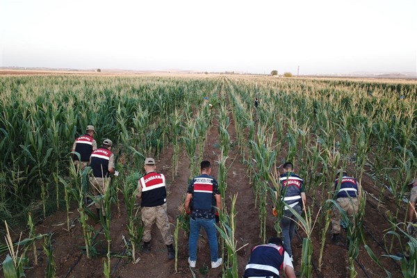 Şanlıurfa'da mısır tarlasında 160 bin kök kenevir ele geçirildi