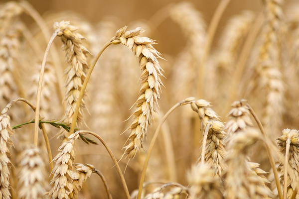 TÜİK-Buğday üretimi yüzde 11,4 artışla 22 milyon tona yükseldi