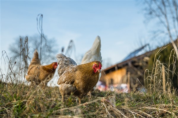 TÜİK-Tavuk yumurtası üretimi Şubat’ta yıllık yüzde 7,3 artışla 1,73 milyar adete yükseldi