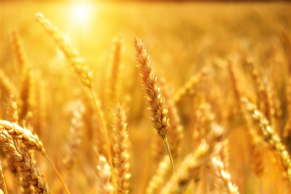 Ukrayna’dan Tahıl programına 32 milyon dolar tutarında yatırım yapıldı
