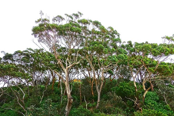 Urla'da dikilen sakız ağaçlarının ilk hasadı gerçekleştirildi
